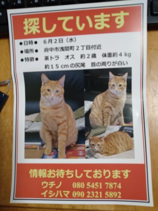 府中市浅間町２丁目付近で 茶トラ オス 約２歳の猫を探しています 情報をお待ちしています 結城亮 ユウキリョウ 選挙ドットコム